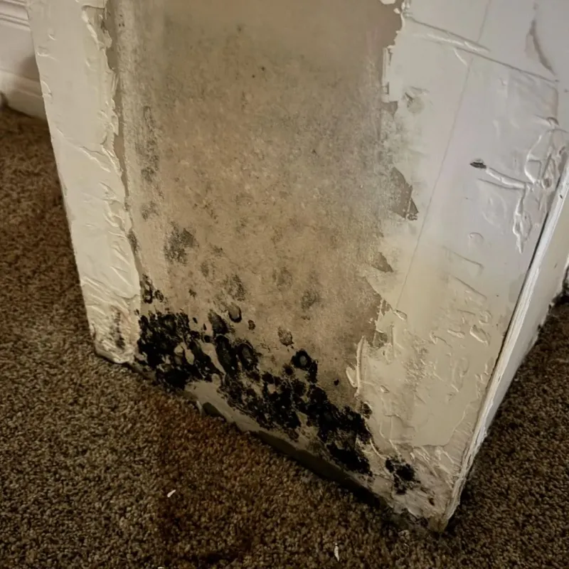 Professional Mold Removal in Chisholm, ME